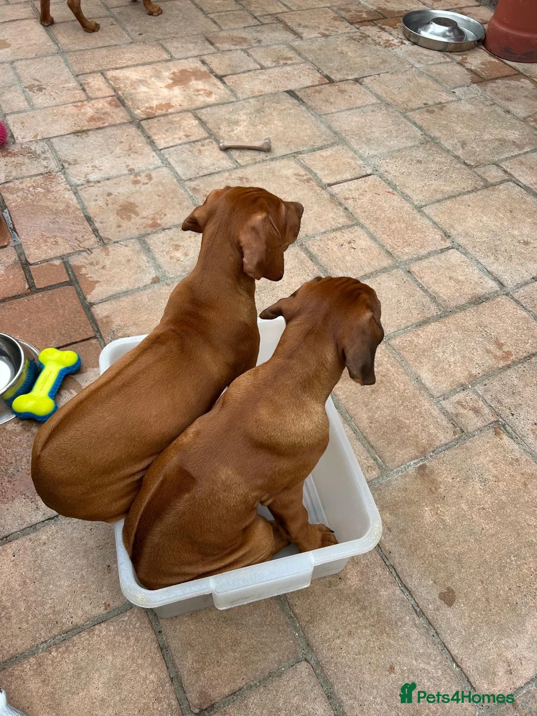 Rhodesian Ridgeback dogs for sale: KC Registered RR Ready for forever Homes 1st July - Advert 2