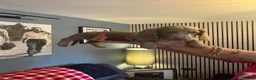 Miniature Dachshund dogs for sale: Minature long haired dachshund puppy  - Advert 6