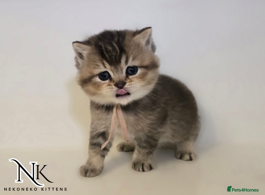 British Shorthair cats for sale: GCCF REGISTERED BSH TEDDY'S 🐻 🧸  - Advert 12