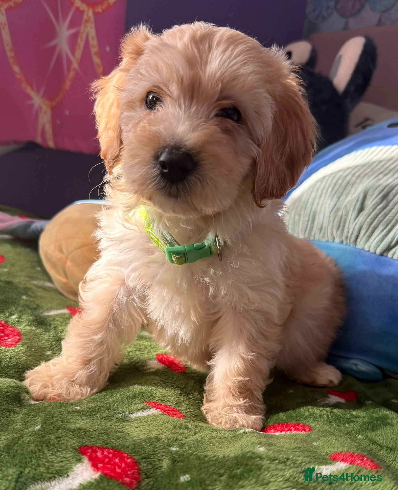 Cockapoo dogs Adorable puppies - Advert 1