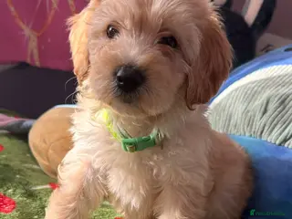 Cockapoo dogs Adorable puppies - Advert 1