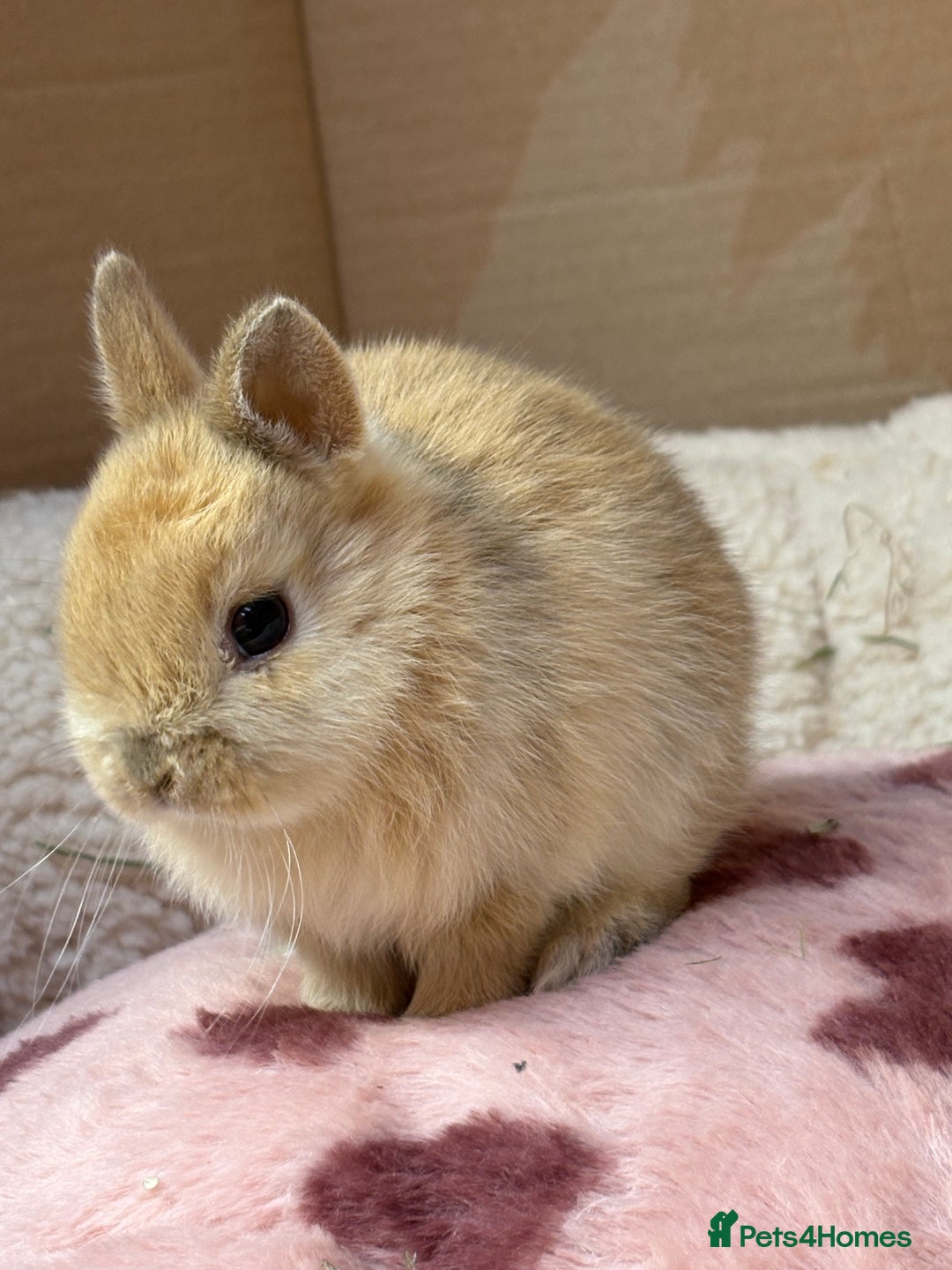 Netherland Dwarf rabbits for sale: Pure bred Netherland dwarf (vaccinated) - Advert 12