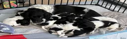 English Springer Spaniel dogs for sale: English springer spaniel puppies - Advert 8