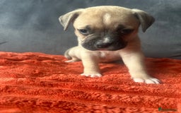 Mixed Breed dogs for sale: Cane corso x staffy  - Image 40