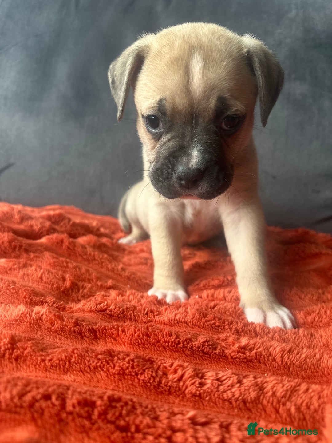 Mixed Breed dogs for sale: Cane corso x staffy  - Image 40