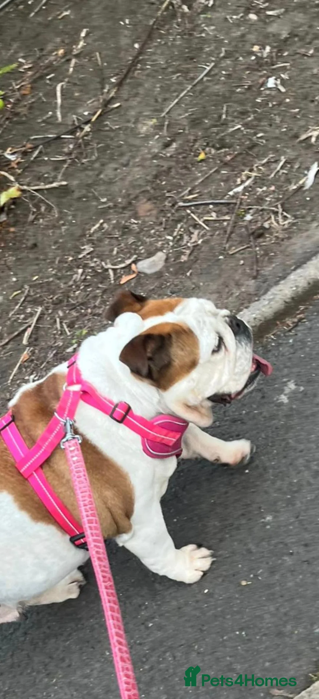 English Bulldog dogs for sale: Belle female English bulldog  - Advert 2