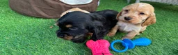 Cocker Spaniel dogs for sale: Show cocker spaniels - Advert 10