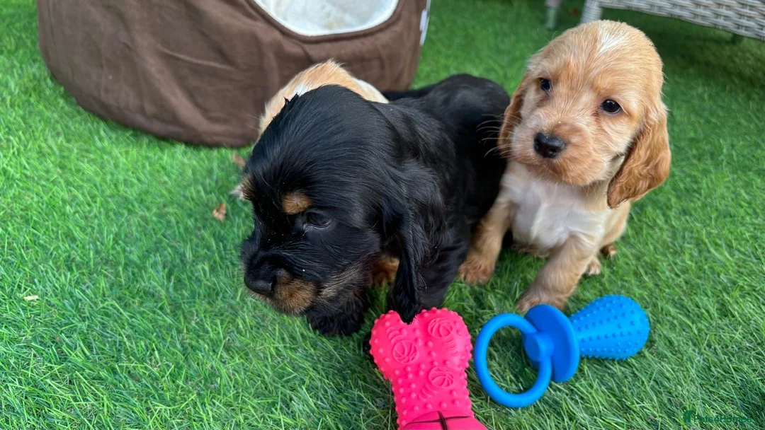 Cocker Spaniel dogs for sale: Show cocker spaniels - Advert 10