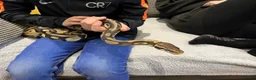 Python Snake reptiles for sale: Royal (Ball) Python  in Redditch - Advert 6