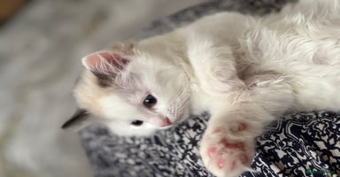 Ragdoll cats - Advert 3