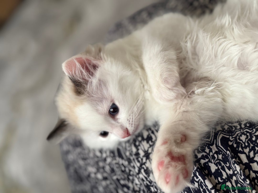 Ragdoll cats for sale: TICA Registered Ragdoll Kittens Available  - Image 3