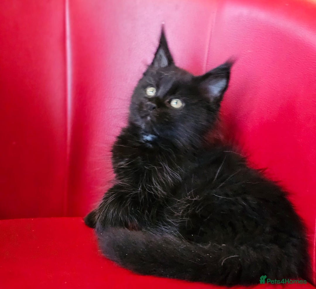 Maine Coon cats for sale: Beautiful Maine Coons kittens - Advert 8