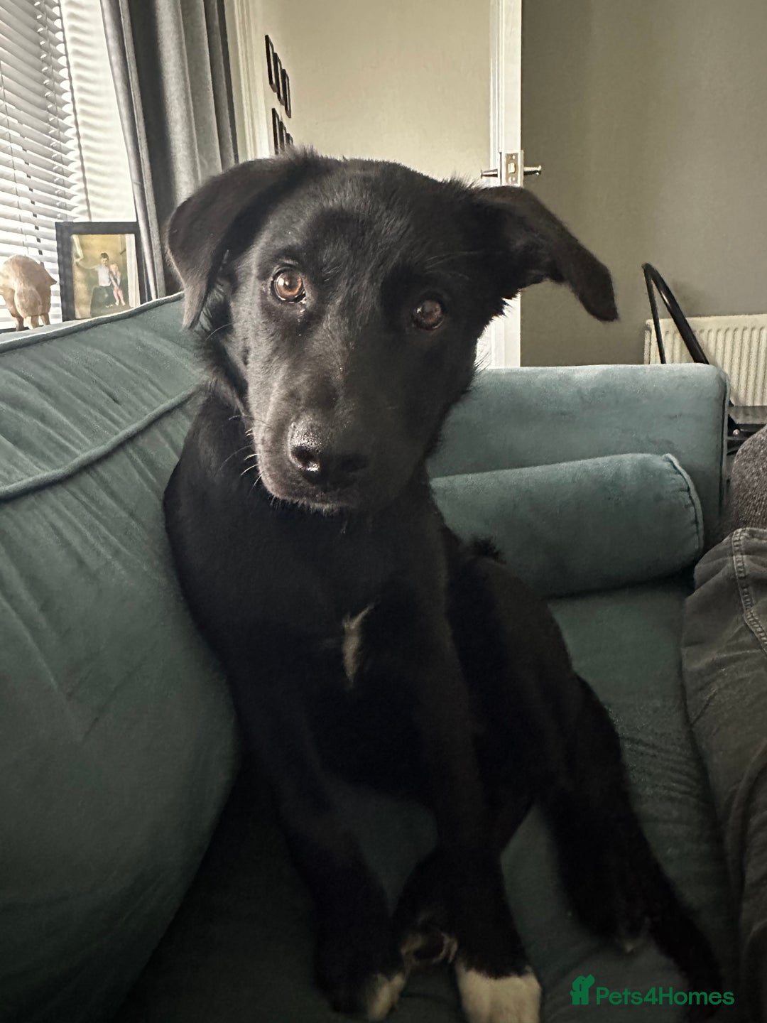 Mixed Breed dogs for sale: Lab X Collie, 9 Months Old, Seeking a Forever Home - Image 1