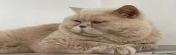 British Shorthair cats for sale: Gccf British short hairs 🥇 - Advert 15