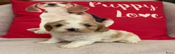 Cavachon dogs for sale: Cavashon puppies  - Advert 7