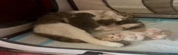 Scottish Fold cats for sale: Adorable Scottish Fold  Baby Girl - Advert 7