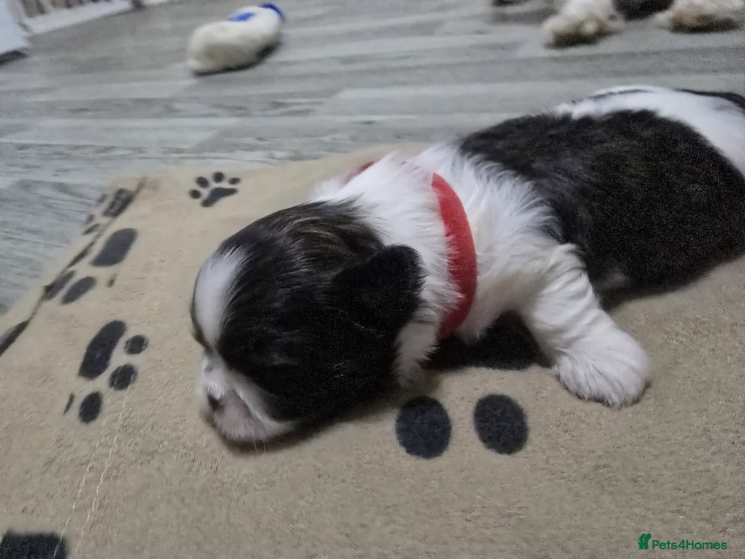 Shih Tzu dogs for sale: Shih tzu pups - Advert 15