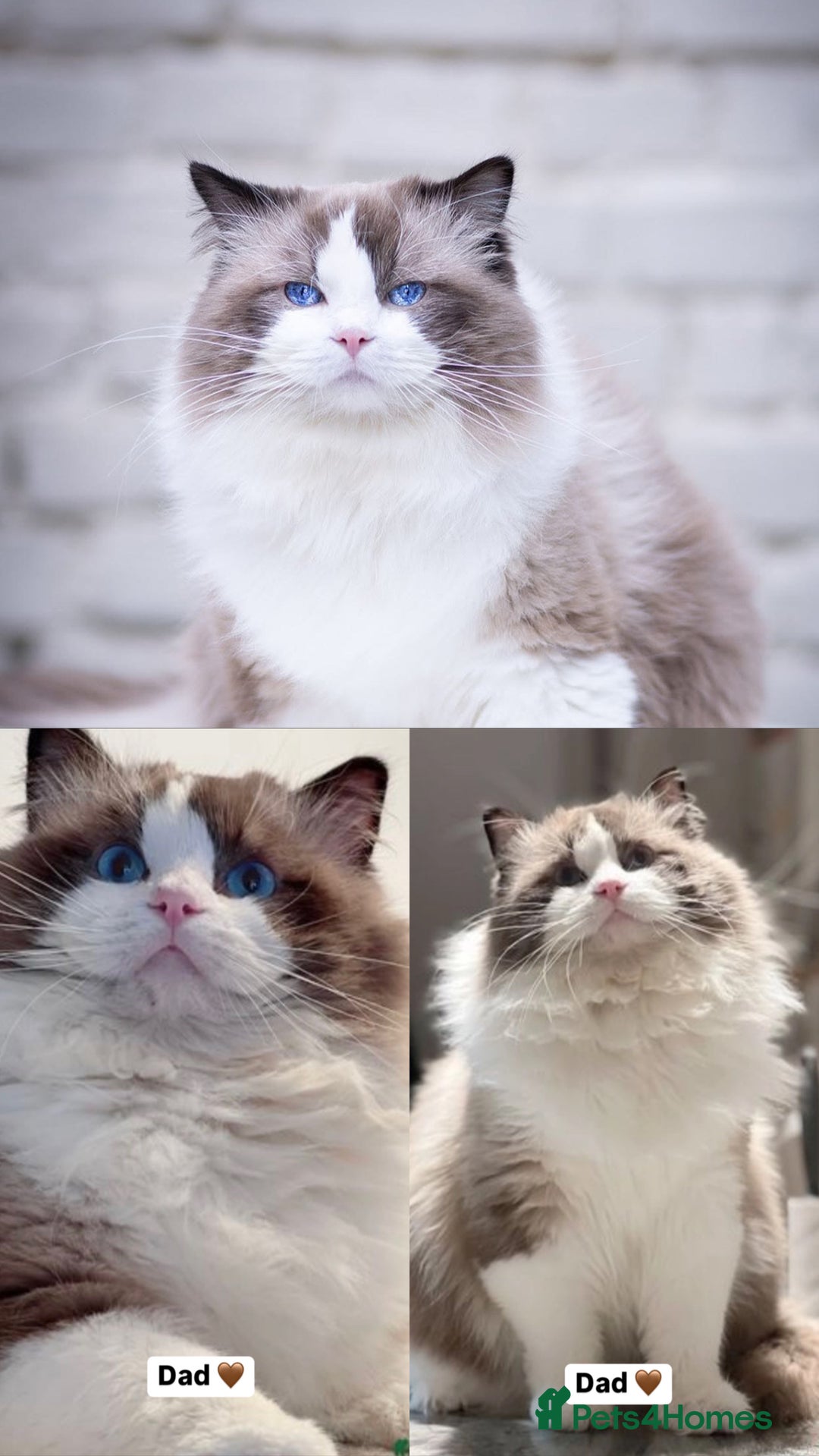 Ragdoll cats for sale: ✨ 4 Gorgeous Ragdoll Kittens ✨ - Advert 12