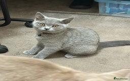 British Shorthair cats for sale: British short hair cats - Image 3