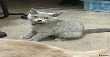 British Shorthair cats - Advert 1