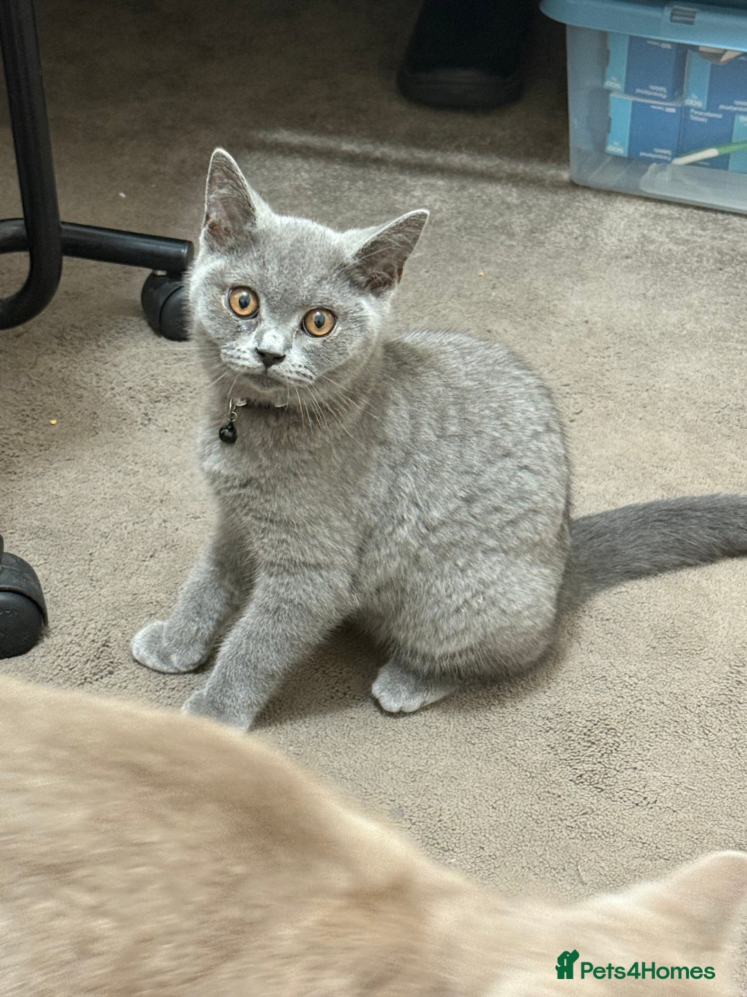 British Shorthair cats for sale: British short hair cats - Image 3