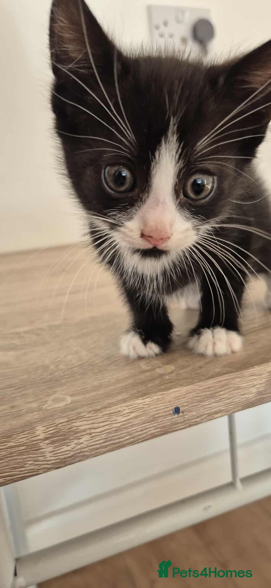 Mixed Breed cats for sale: Kittens for sale - Advert 4