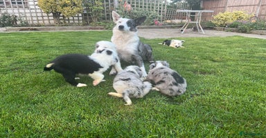 Border Collie dogs - Advert 6