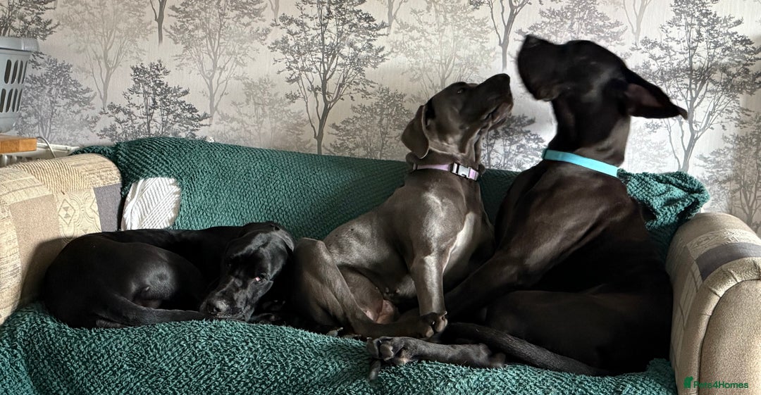 Great Dane dogs for sale: Great Dane pups - Advert 1