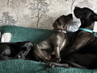 Great Dane dogs Great Dane pups - Advert 1