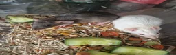 Rat rodents for sale: Beautiful full size and dwarf rats  - Advert 5