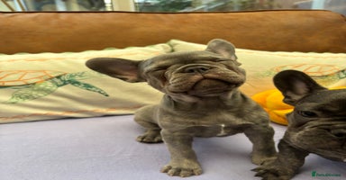 French Bulldog dogs - Advert 4