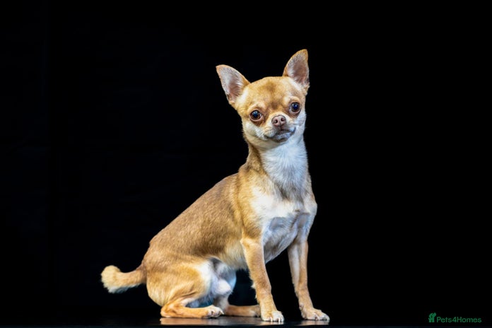 Chihuahua dogs in Chester - Advert 1