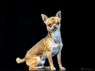 Chihuahua dogs Chico Chihuahua Russian Lines Champion Pedigree in Chester - Advert 14