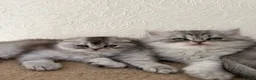 Scottish Fold cats for sale: Adorable Scottish Fold Kittens  - Advert 10