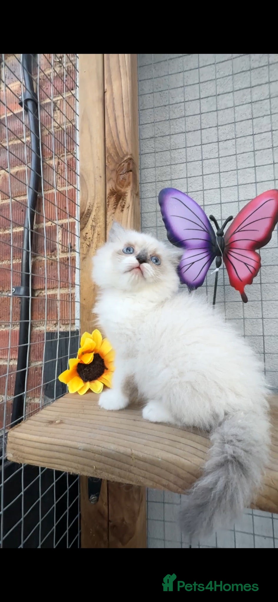 Ragdoll cats Full breed ragdoll kitten - Advert 3