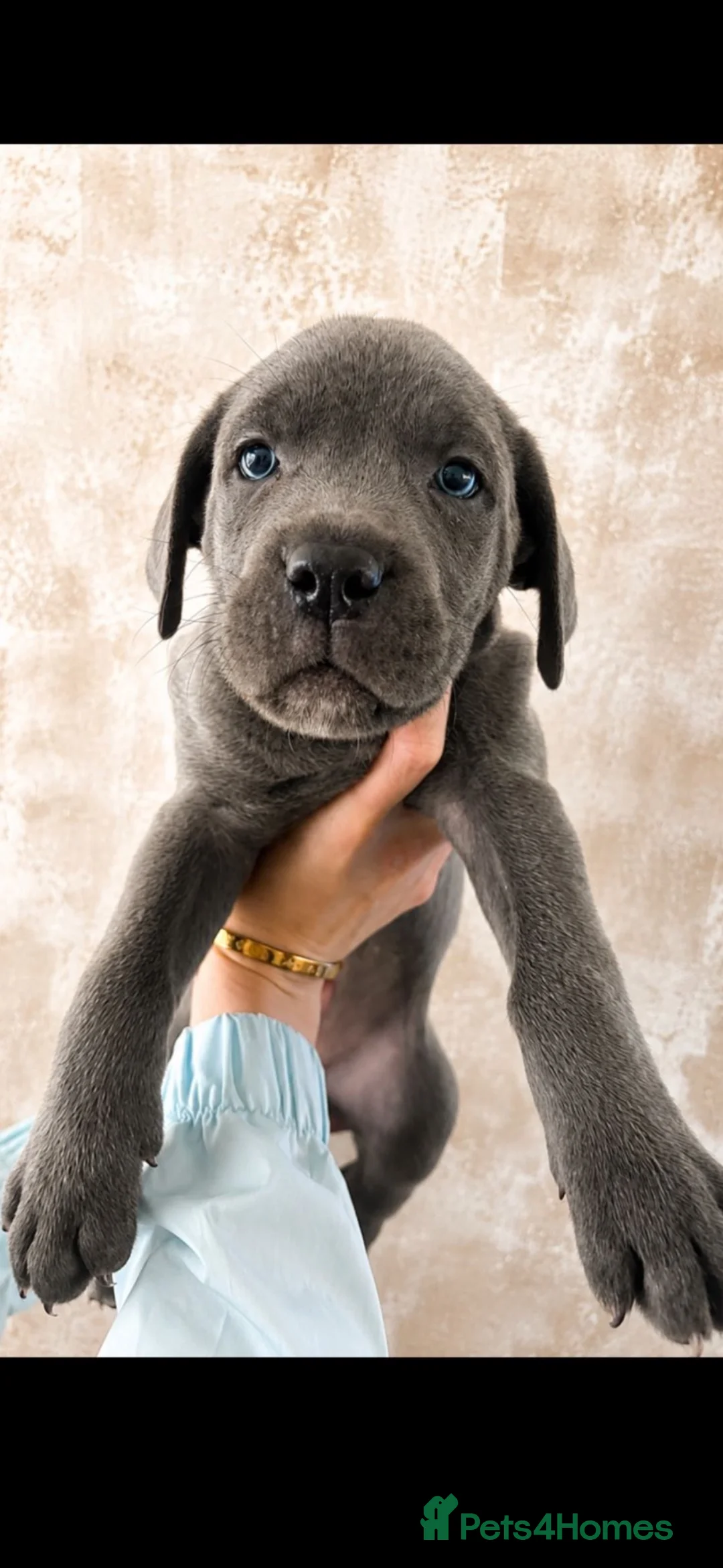 Cane Corso dogs for sale: Chucky cane corso puppy’s  in Gateshead - Advert 8