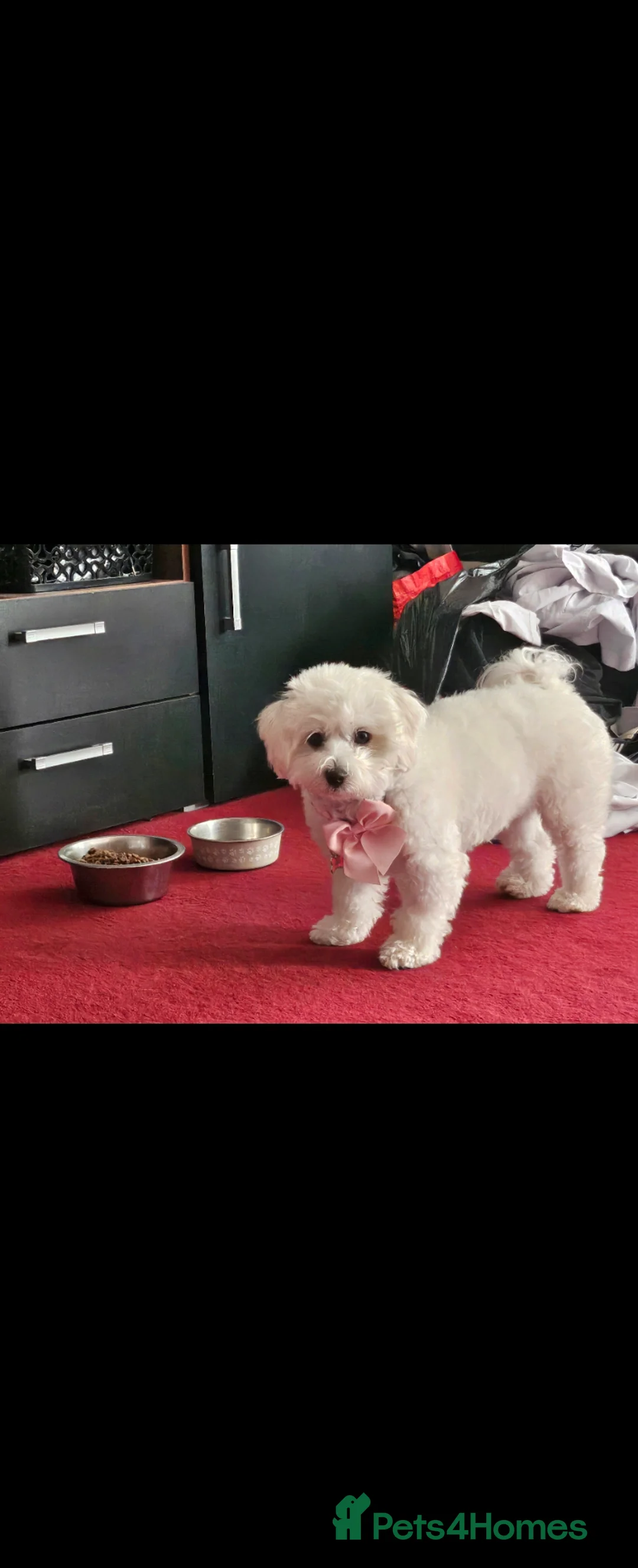 Maltese dogs for sale: Beautiful Maltese pups 1 girl, 1 boy for sale  - Advert 2