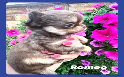 Chihuahua dogs for sale: Gorgeous chocolate Russian lines boy - Image 12