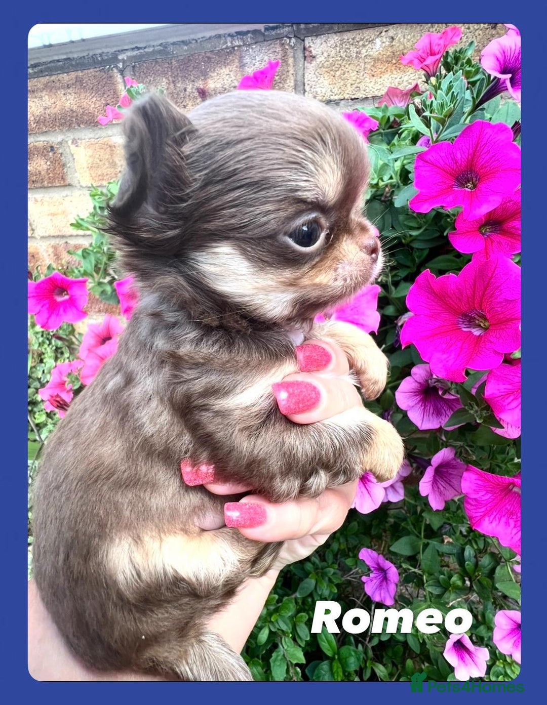 Chihuahua dogs for sale: Gorgeous chocolate Russian lines boy - Image 12