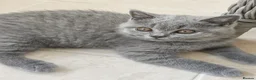 British Shorthair cats for sale: 2 Beautiful BSH Ready to Leave - GCCF Registered - Advert 8