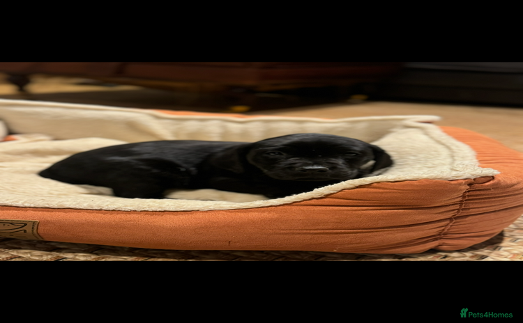 Labrador Retriever dogs - Advert 4