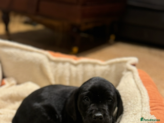 Labrador Retriever dogs - Advert 4