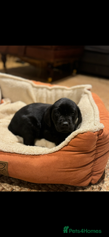 Labrador Retriever dogs - Advert 2