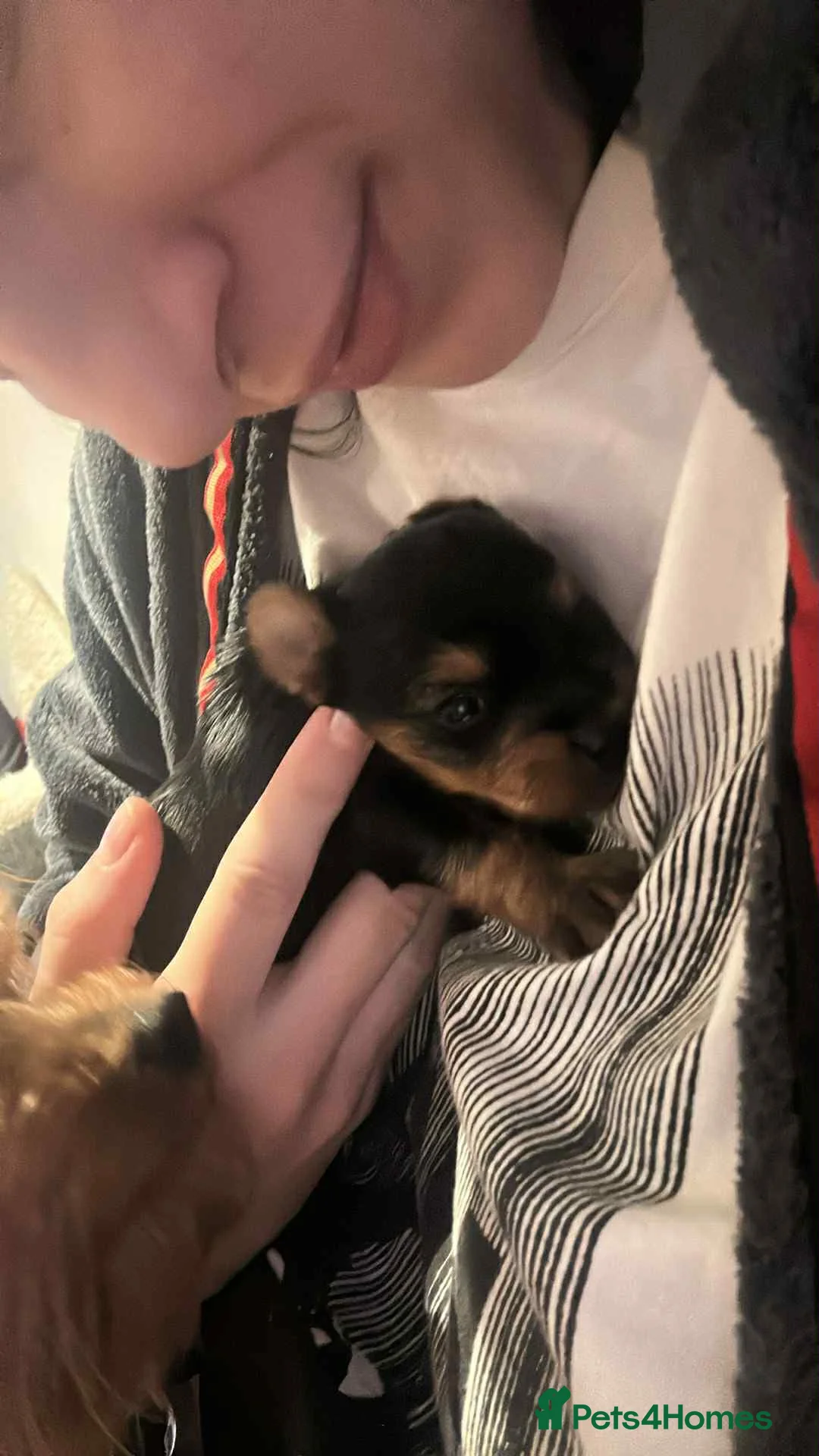 Yorkshire Terrier dogs for sale: yorkshire terrier and baby boy - Advert 12