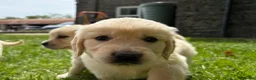 Golden Retriever dogs for sale: FULLY VACCINATED KC REG GOLDEN RETRIEVERS - Advert 4