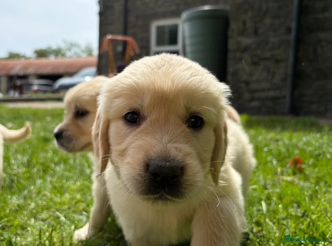 Golden Retriever dogs for sale: READY NOW!! FULLY VACC / KC REG GOLDEN RETRIEVERS - Advert 1