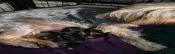 Mixed Breed dogs for sale: 1 Male and 3 Female Dorkies in Southampton - Advert 1