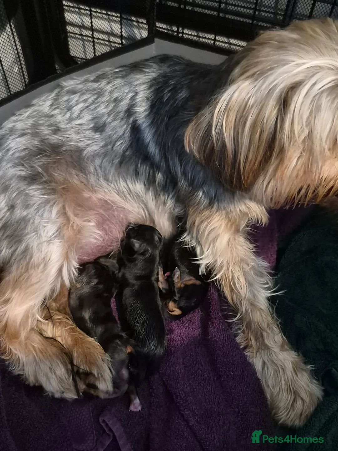 Mixed Breed dogs for sale: 1 Male and 3 Female Dorkies in Southampton - Advert 1