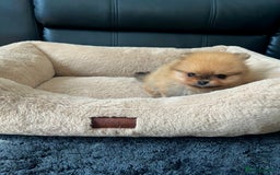 Pomeranian dogs for sale: 💎 Golden Colour Very Small Teddy Face 💎 - Image 10