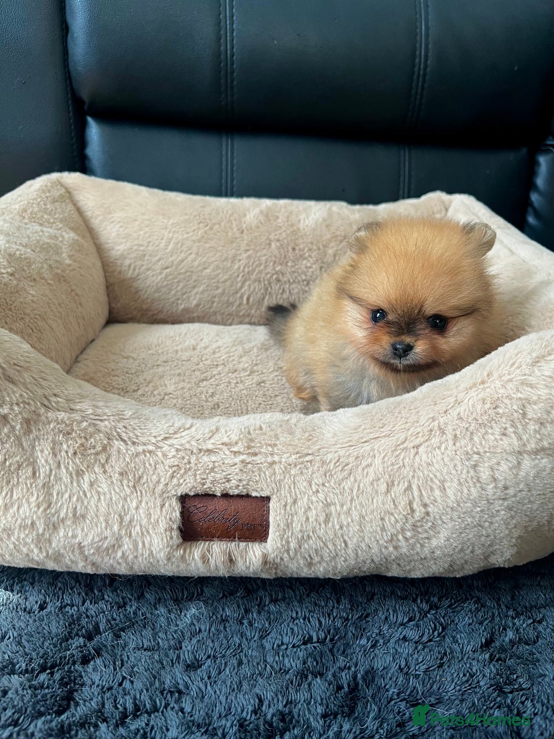 Pomeranian dogs for sale: 💎 Golden Colour Very Small Teddy Face 💎 - Image 10